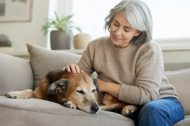 Älterer Rampuree Hund liegt entspannt auf einem Sofa, während sein Besitzer ihn liebevoll streichelt – eine ruhige Szene rund um Hundegesundheit und Geborgenheit.