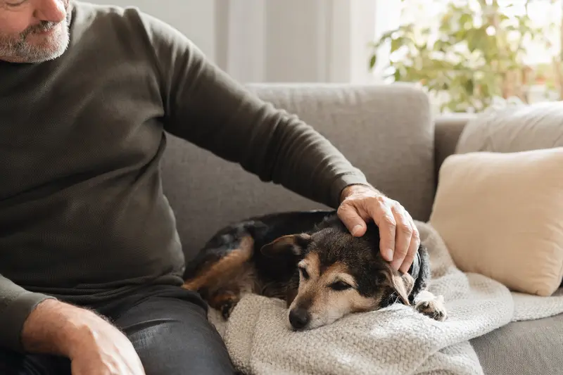 Ein älterer Ratero Hund liegt entspannt auf einem Sofa, während sein Besitzer ihn liebevoll streichelt.