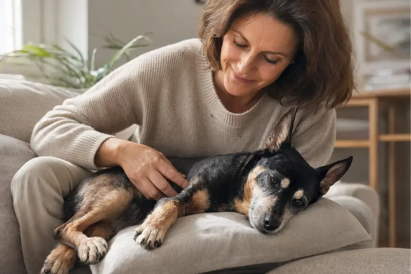Älterer Ratonero Andaluz Hund liegt entspannt auf einem Sofa, während sein Besitzer ihn liebevoll streichelt.