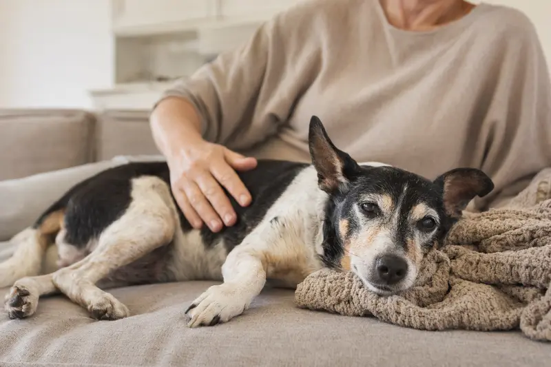 Ein älterer Ratonero Bodeguero Andaluz liegt entspannt auf dem Sofa, während sein Besitzer ihn liebevoll streichelt.