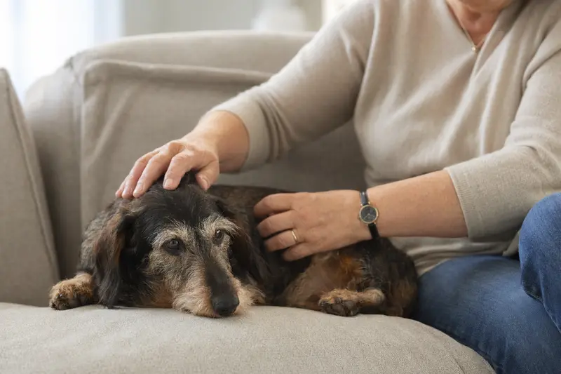 Ein älterer Rauhaar Teckel liegt entspannt auf einem Sofa, während sein Besitzer ihn liebevoll streichelt.