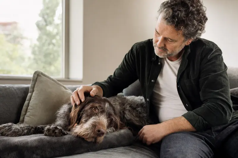 Ein älterer Rebhuhnhund liegt entspannt auf einem gemütlichen Sofa, während sein Besitzer ihn liebevoll streichelt.