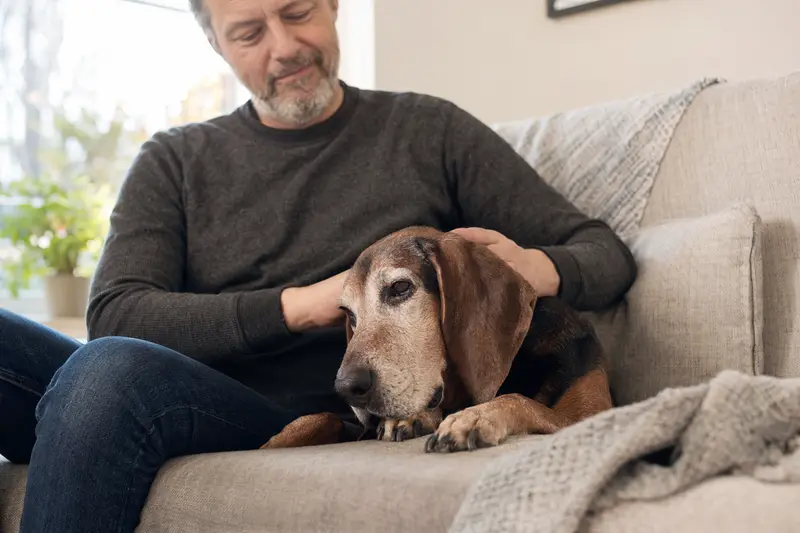 Ein älterer Redtick Coonhound liegt entspannt auf einem Sofa, während sein Besitzer ihn liebevoll streichelt, was eine ruhige und geborgene Hausszene zeigt.