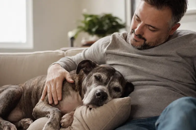 Ein älterer Römischer Kampfhund liegt entspannt auf einem gemütlichen Sofa, während sein Besitzer ihn liebevoll streichelt.