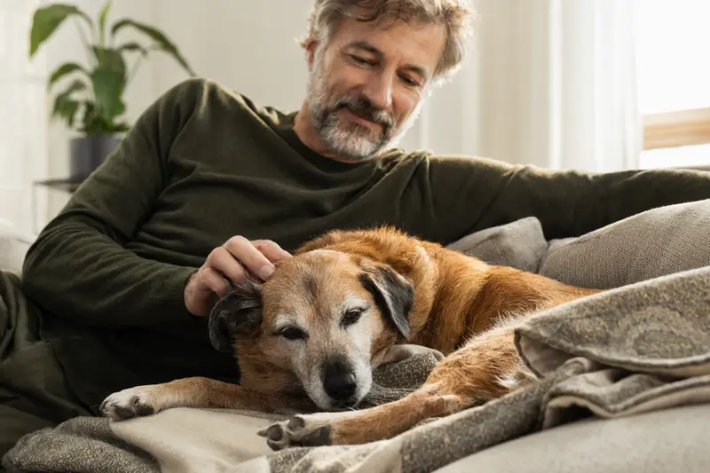 Ein älterer Ruby Hund liegt entspannt auf einem gemütlichen Sofa, während sein Besitzer ihn liebevoll streichelt.