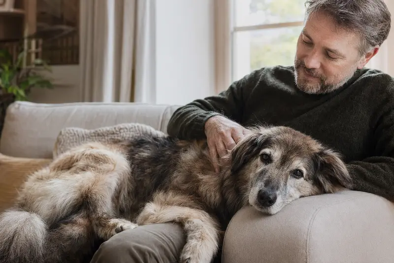 Älterer Rumänischer Karpatenschäferhund liegt entspannt auf dem Sofa, während sein Besitzer ihn liebevoll streichelt – ein Bild von Fürsorge und Sicherheit.