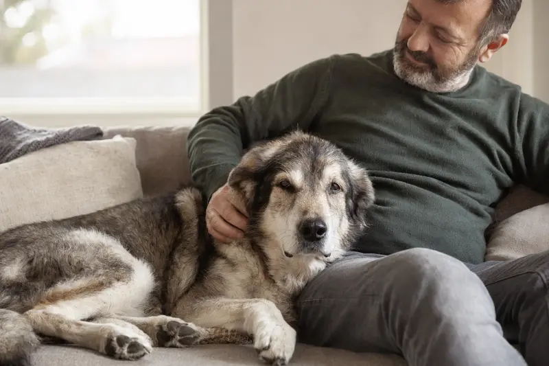 Ein älterer Rumänischer Schäferhund liegt entspannt auf einem Sofa, während sein Besitzer ihn liebevoll streichelt.