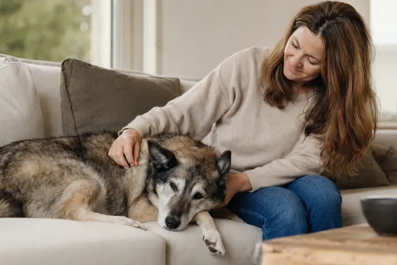 Ein älterer Russisch-Europäischer Laika liegt entspannt auf einem Sofa, während sein Besitzer ihn liebevoll streichelt.