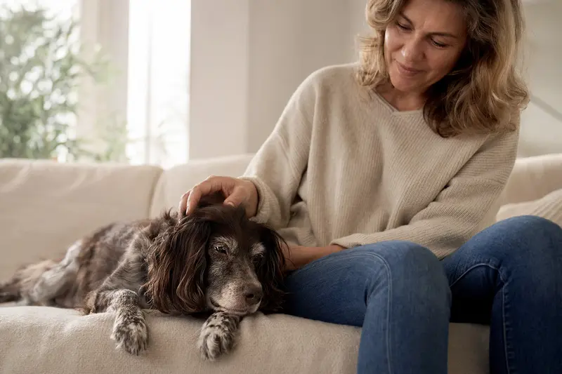 Älterer Russischer Jagdspaniel liegt entspannt auf einem Sofa, während sein Besitzer ihn liebevoll streichelt.