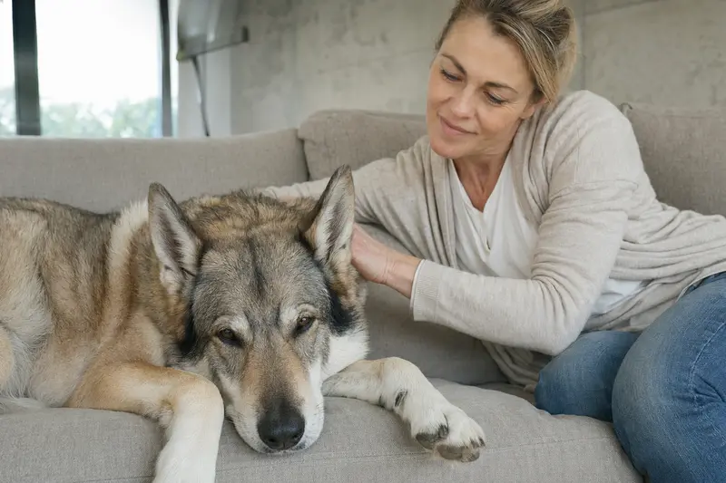 Älterer Saarlooswolfhund liegt entspannt auf einem Sofa, während sein Besitzer ihn liebevoll streichelt.