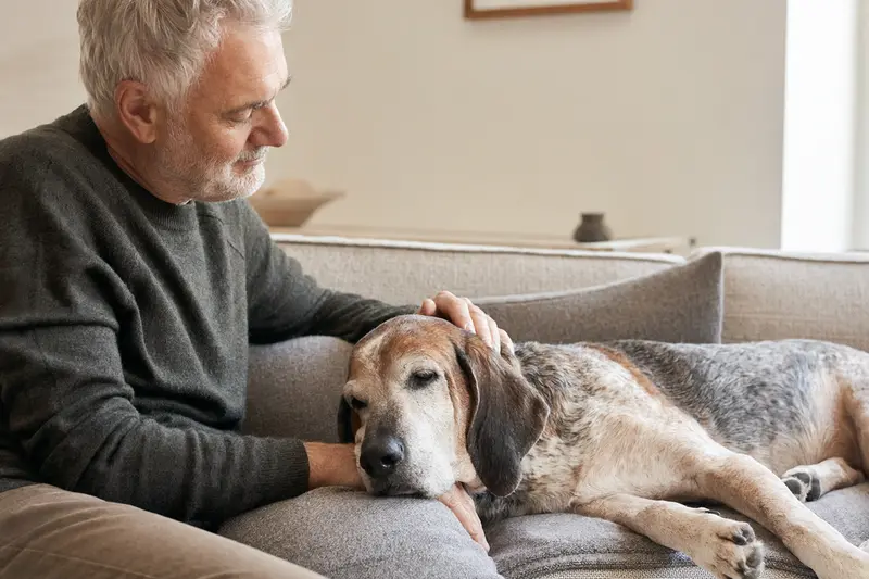 Älterer Sabueso Espanol Hund liegt entspannt auf dem Sofa, während sein Besitzer ihn liebevoll streichelt.
