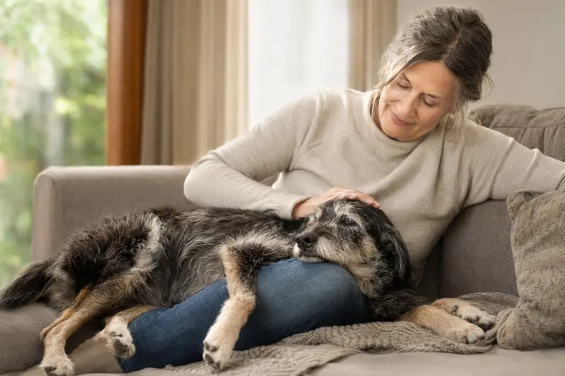 Ein älterer Saupacker Hund liegt entspannt auf einem Sofa, während sein Besitzer ihn liebevoll streichelt.
