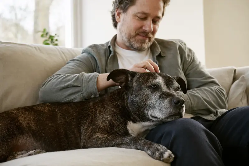 Ein älterer SBT Hund liegt entspannt auf einem Sofa, während sein Besitzer ihn liebevoll streichelt.