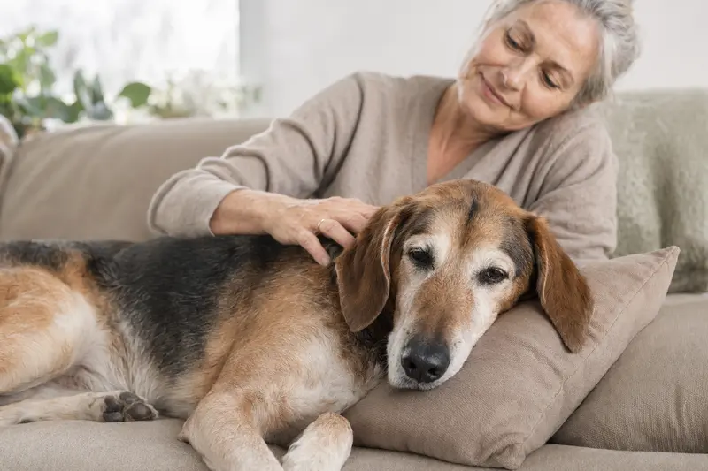 Älterer Schiller-Laufhund liegt entspannt auf einem Sofa, während sein Besitzer ihn liebevoll streichelt.