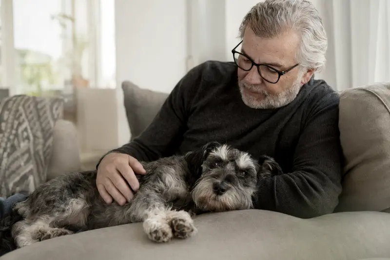 Ein älterer Schnauzer liegt entspannt auf einem Sofa, während sein Besitzer ihn liebevoll streichelt.