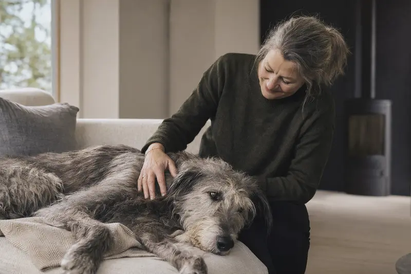 Ein älterer Schottischer Hirschhund liegt entspannt auf einem weichen Sofa, während sein Besitzer ihm liebevoll die Schnauze streichelt.