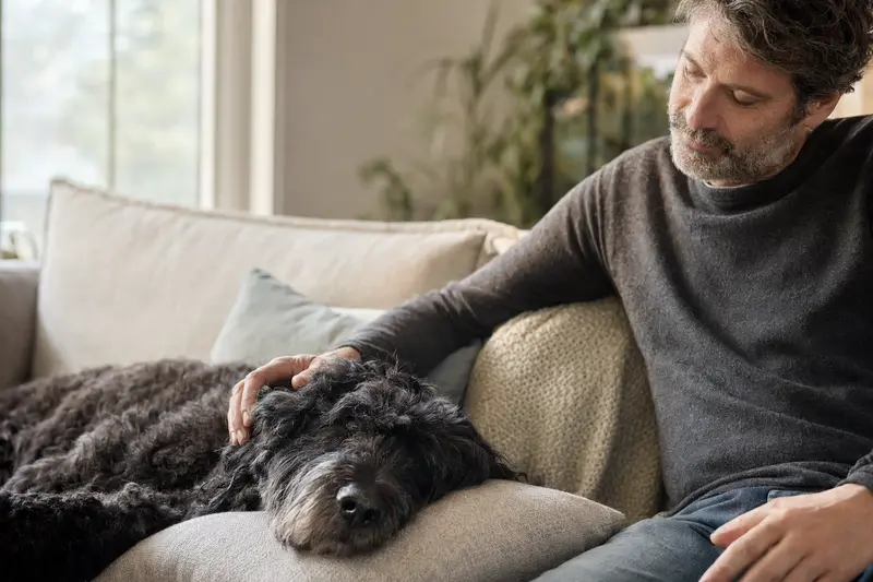 Ein älterer Schwarzer Russischer Terrier liegt entspannt auf einem Sofa, während sein Besitzer ihn liebevoll streichelt.