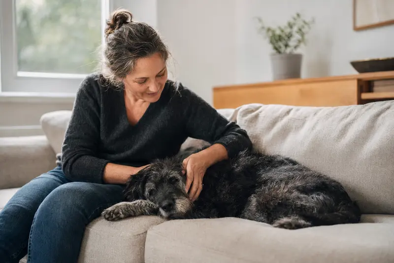 Ein älterer schwarzer Terrier liegt entspannt auf dem Sofa, während sein Besitzer ihn liebevoll streichelt.