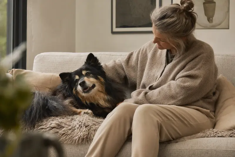 Älterer Schwedischer Lapphund liegt entspannt auf einem Sofa, während sein Besitzer ihn liebevoll streichelt – ein Bild für Hundegesundheit und Fürsorge.