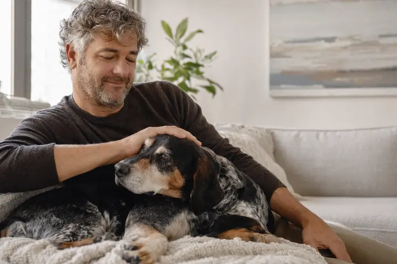 Älterer Schweizer Laufhund liegt entspannt auf einem Sofa, während sein Besitzer ihn liebevoll streichelt.