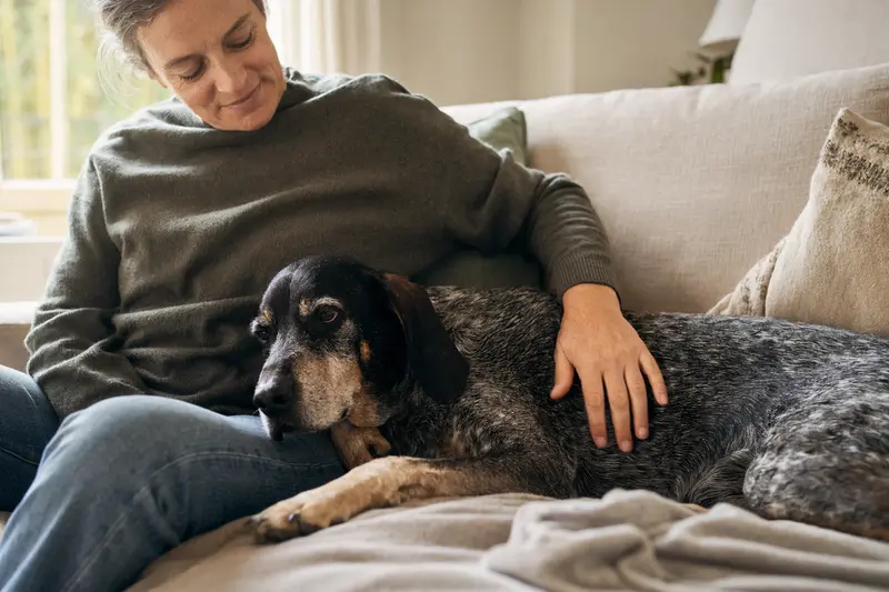 Älterer Schweizerischer Niederlaufhund liegt entspannt auf einem Sofa, während sein Besitzer ihn liebevoll streichelt, in einer warmen und sicheren Wohnatmosphäre.
