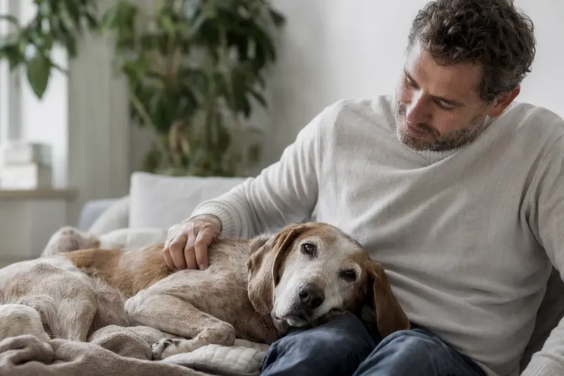 Älterer Segugio Italiano Hund liegt entspannt auf einem Sofa, während sein Besitzer ihn liebevoll streichelt.