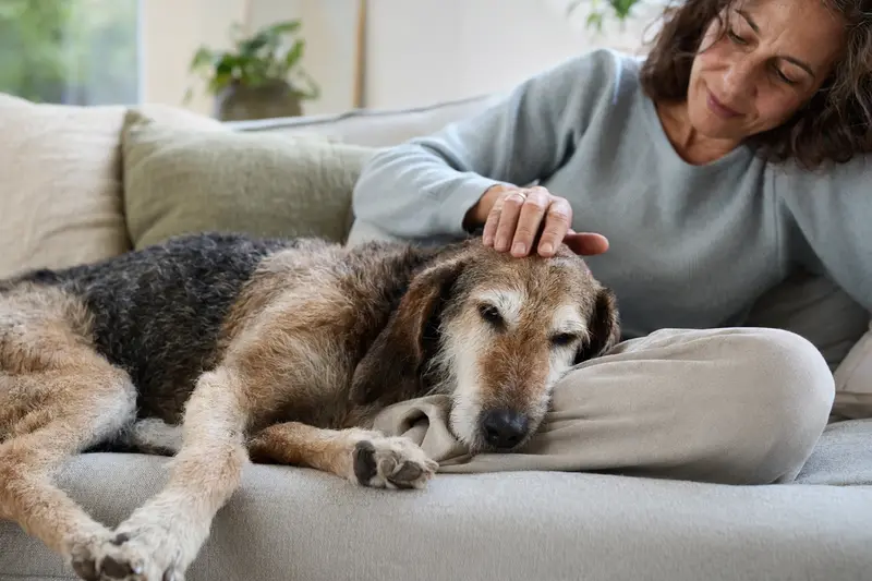 Ein älterer Segugio Maremmano liegt entspannt auf dem Sofa, während sein Besitzer ihn liebevoll streichelt, was eine ruhige und sichere Hundehaltung vermittelt.