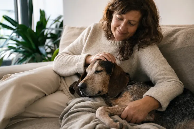 Ein älterer Serbischer Laufhund liegt entspannt auf einem Sofa, während sein Besitzer ihn liebevoll streichelt.