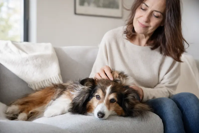 Älterer Sheltie Hund liegt entspannt auf einem Sofa, während sein Besitzer ihn liebevoll streichelt und Hundepflege mit Fürsorge zeigt.