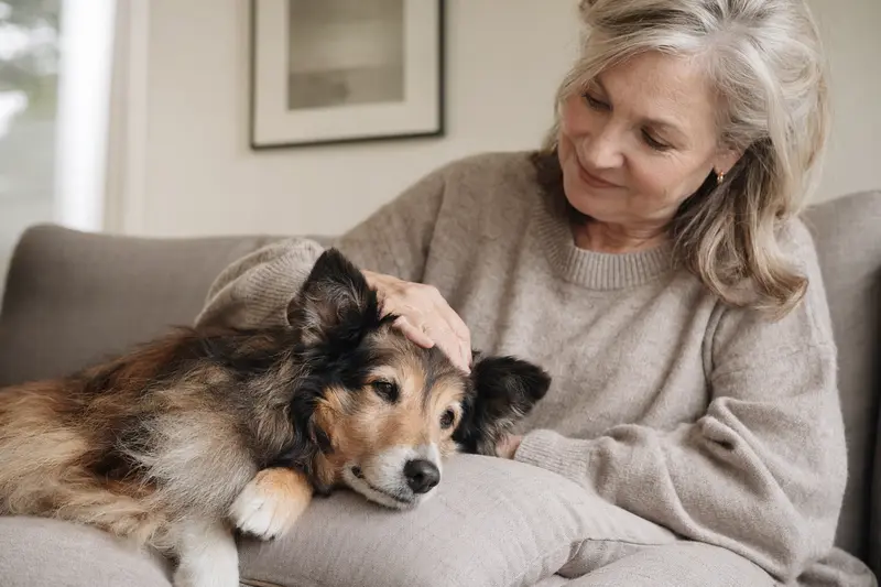 Ein älterer Shetland Sheepdog liegt entspannt auf einem Sofa, während sein Besitzer ihn liebevoll streichelt.