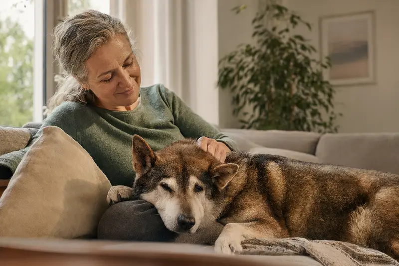 Ein älterer Shikoku Hund liegt entspannt auf einem Sofa, während sein Besitzer ihn liebevoll streichelt, was Sicherheit und Fürsorge im Zuhause vermittelt.