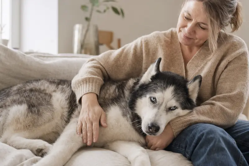 Ein älterer Sibirischer Husky Hund liegt entspannt auf einem gemütlichen Sofa, während sein Besitzer ihn liebevoll streichelt und eine warme Lichtstimmung verbreitet.