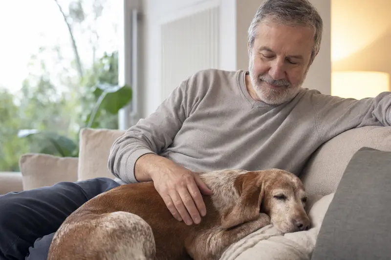 Ein älterer Sizilianische Bracke Hund liegt entspannt auf einem Sofa, während sein Besitzer ihn liebevoll streichelt.