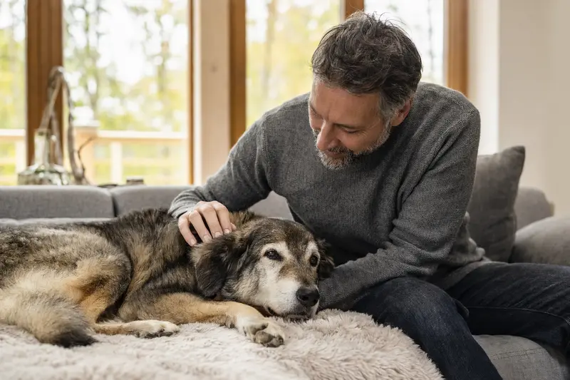 Älterer Slovensky Cuvac Hund liegt entspannt auf einem Sofa, während sein Besitzer ihn liebevoll streichelt.