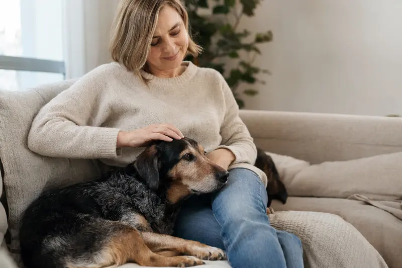 Ein älterer Slowakische Bracke Hund liegt entspannt auf einem Sofa, während sein Besitzer ihn liebevoll streichelt.