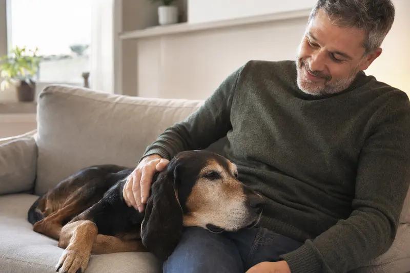 Ein älterer Slowakischer Laufhund liegt entspannt auf einem Sofa, während sein Besitzer ihn liebevoll streichelt.