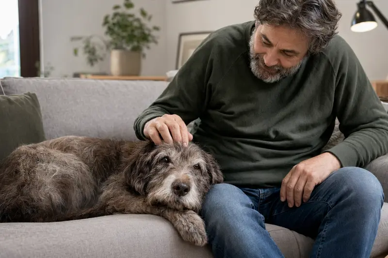 Ein älterer Slowakischer Rauhbart liegt entspannt auf einem Sofa, während sein Besitzer ihn liebevoll streichelt.