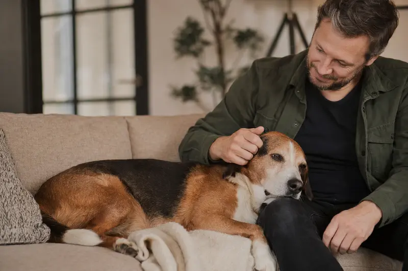 Ein älterer Smaland-Bracke Hund liegt entspannt auf dem Sofa, während sein Besitzer ihn liebevoll streichelt.