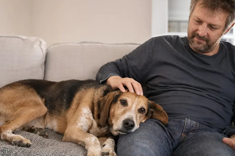 Ein älterer Smalandsstövare liegt entspannt auf einem gemütlichen Sofa, während sein Besitzer ihn liebevoll streichelt.