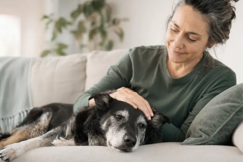 Ein älterer Sort Dyrehund liegt entspannt auf einem Sofa, während sein Besitzer ihn liebevoll streichelt und so Fürsorge und Sicherheit im Alltag zeigt.