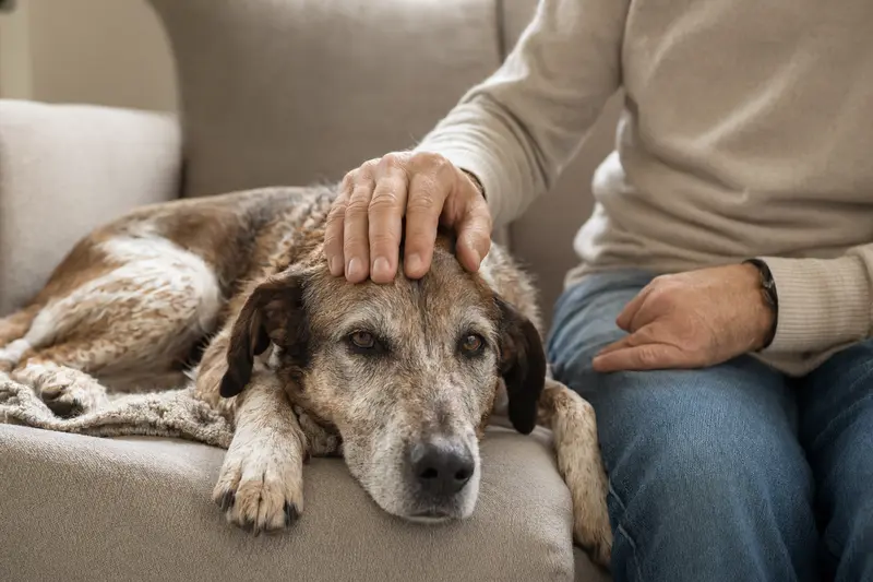 Ein älterer Spanischer Laufhund liegt entspannt auf einem gemütlichen Sofa, während sein Besitzer ihn liebevoll streichelt.