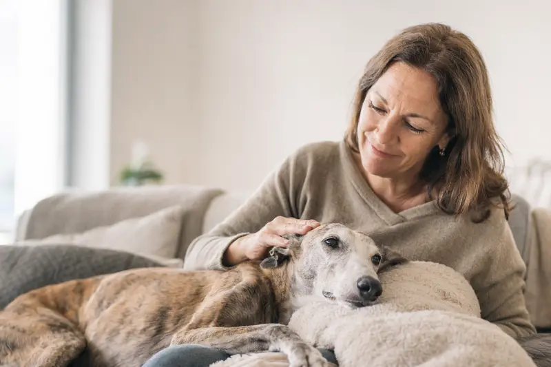 Ein älterer Spanischer Windhund liegt entspannt auf einem gemütlichen Sofa, während sein Besitzer ihn liebevoll streichelt.