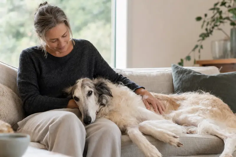 Ein älterer Sredneaziatskaya Borzaya Hund liegt entspannt auf dem Sofa, während sein Besitzer ihn liebevoll streichelt.