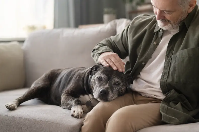 Ein älterer Staffordshire Bullterrier liegt entspannt auf einem Sofa, während sein Besitzer ihn liebevoll streichelt.