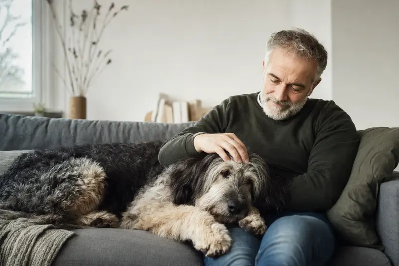 Ein älterer Südrussischer Owtscharka liegt entspannt auf einem Sofa, während sein Besitzer ihn liebevoll streichelt.