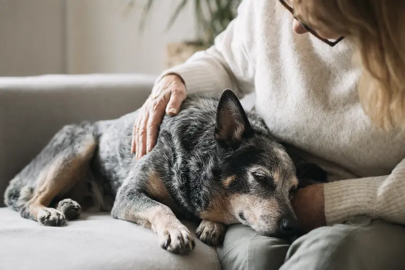 Ein älterer Swedish Cattle Dog liegt entspannt auf einem gemütlichen Sofa, während sein Besitzer ihn liebevoll streichelt.