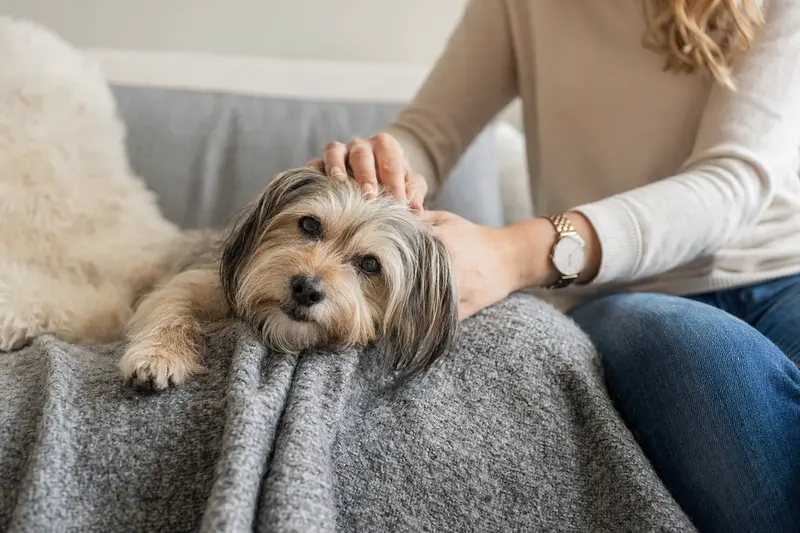 Älterer Sydney Silky Hund liegt entspannt auf dem Sofa, während sein Besitzer ihn liebevoll streichelt – ein Bild von Geborgenheit und Hundegesundheit.