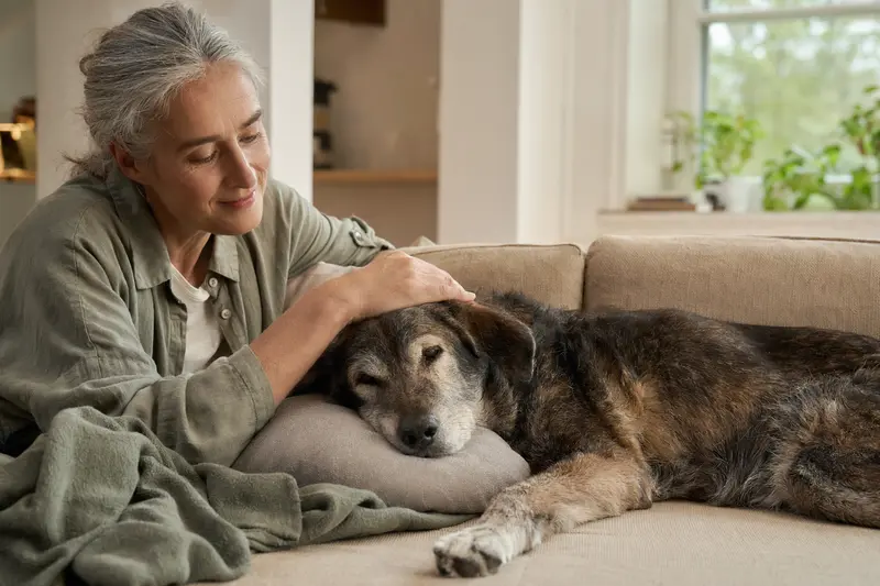 Ein älterer Taigan Hund liegt entspannt auf einem Sofa, während sein Besitzer ihn liebevoll streichelt, was die Bedeutung von Fürsorge und Hundegesundheit zeigt.