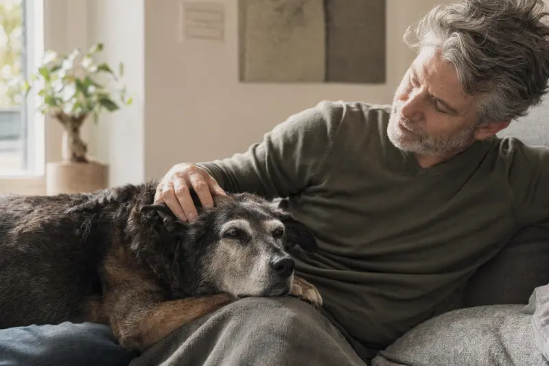 Ein älterer Hund liegt entspannt auf dem Sofa, während sein Besitzer ihn liebevoll streichelt, als Symbol für Fürsorge und Sicherheit im Alltag.