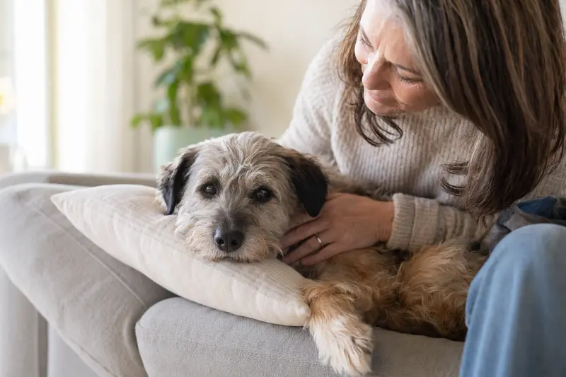 Älterer Tasi Hund liegt entspannt auf einem Sofa, während sein Besitzer ihn liebevoll streichelt.